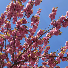 WITHOUT ME- Rayland Baxter Cover