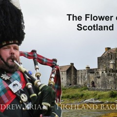 The Flower Of Scotland