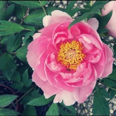 Querido y cerca a mi..