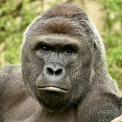 【夏休みアレンジ祭】Gorillatic‐Latin Fank