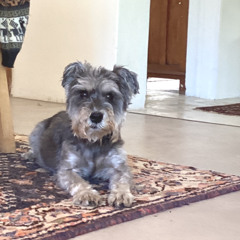 Tribute to my dog, Smog