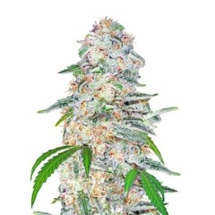 BRUCE BANNER HAZE prod. a3 x Different Beats
