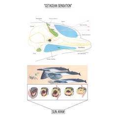 Sun Araw - BELUGA SPRAYMAX (from Cetacean Sensation, CREP103)