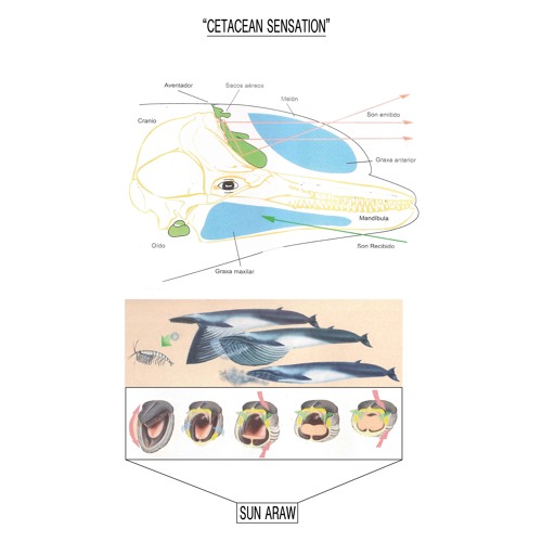 Sun Araw - BELUGA SPRAYMAX (from Cetacean Sensation, CREP103)