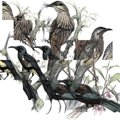 Honey Eater