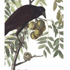 HK_Fantaisies_Sets/Mixes/Live_16