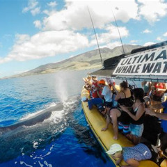Review Special Price Whale Watch Adventure Aboard Maui'S Only Luxury Super Raft