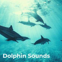 Dolphins Dancing In Deep Waters