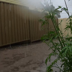 Soothing Rain on Plants (Preview)