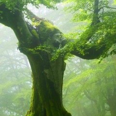 L'ARBRE FEE DE BOURLEMONT - vocal with piano accompaniment