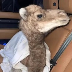 مكس - مسفر السندوانة 🐪