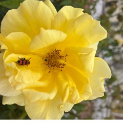 Mato Ruells - Hits Mix 1