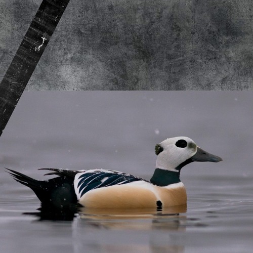 Eider