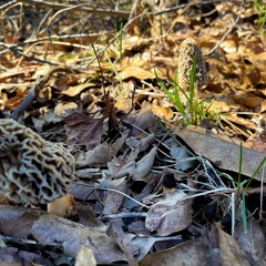 East_Coast_Bully.mp3