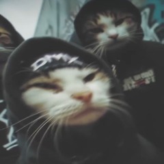 jeht ab, sagt sogar Schmidts Katze | Stolleck vs SKR8