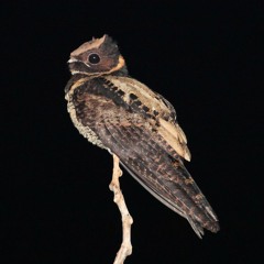 before we destroy the midwest