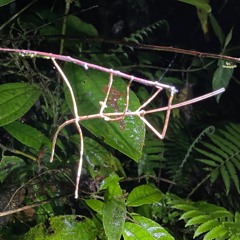 Costa Rica Cloud Forest Night Chorus Near Small Stream with Gentle Rain and Wind
