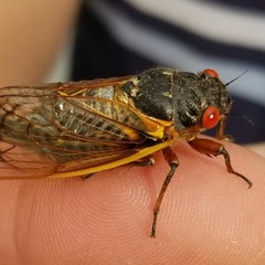 Brood X Cicada: Solo Edition (field recording)