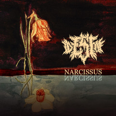 Narcissus