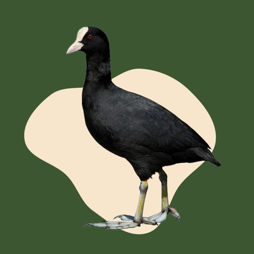 Лиска (Fulica atra)