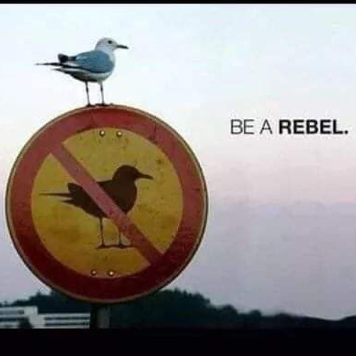 Brute Force - Kut Vogel (Flikker van de Brug Mix)