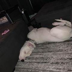 “Feed the Wolves”.mp3