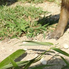 bilmuri - there (cover)