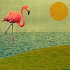 Flamingo.