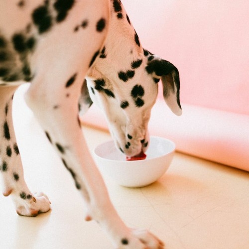 Stream Have you seen the dog bowl? It's The Friday Joke!!! by Erewash