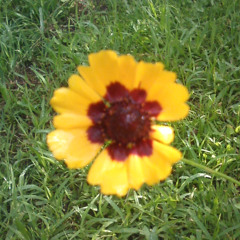 verpennt und direkt liegengeblieben