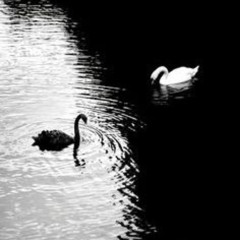 Silent Conversations Between the Bass and the Moon