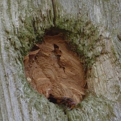 The European hornet builds a nest inside the bird house. Estonia. August 05, 2021