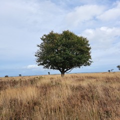 The hunt