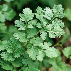cilantro (prod. scared)