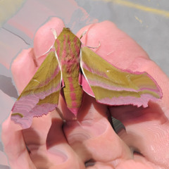 Deilephila 158BpM