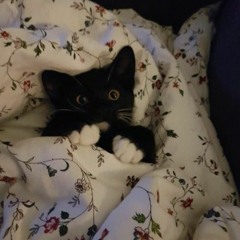 Don't tell me is Nermal - ITS NERMAL-