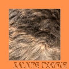 Whosoever Wakes Cesare Gets the Knife