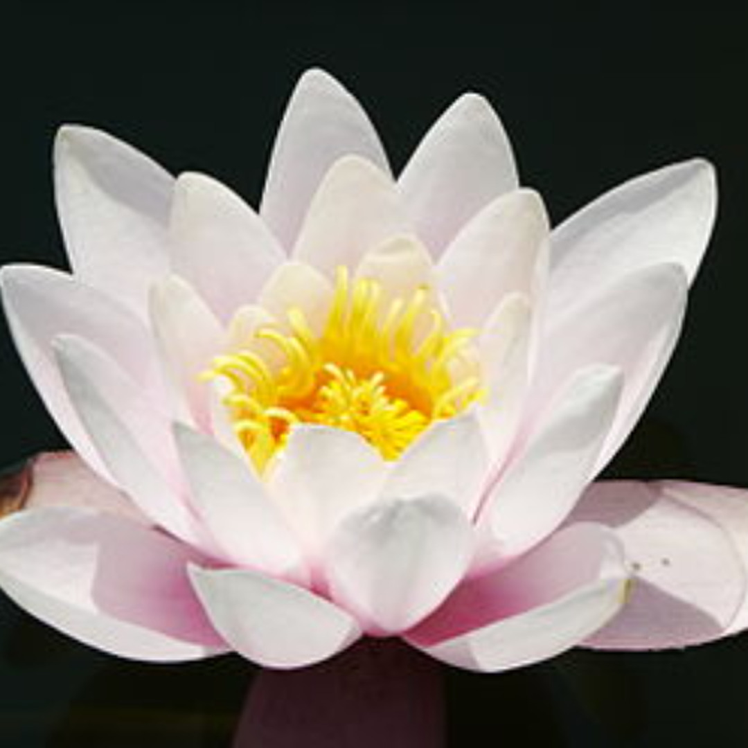 Stream LOVE YA 2 Guys..fun fun!STUDY UPFINAL COMING by Hordgene2 ...