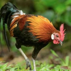 The Chicken Scott Bass