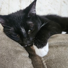 driving in my car fnaf