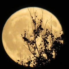 Harvest Moon