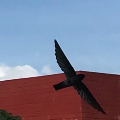 [migraines these days]