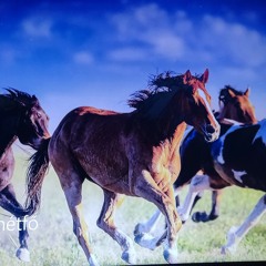 Y Groowe Vocal Fanky