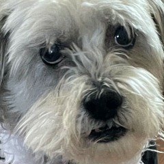 Sniffy