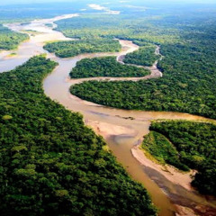 Día de la Amazonía Peruana : situación de la deforestación y protección de bosques