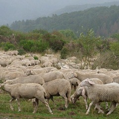 De Herdertjes Lagen Bij Nachte - instrumentaal op piano