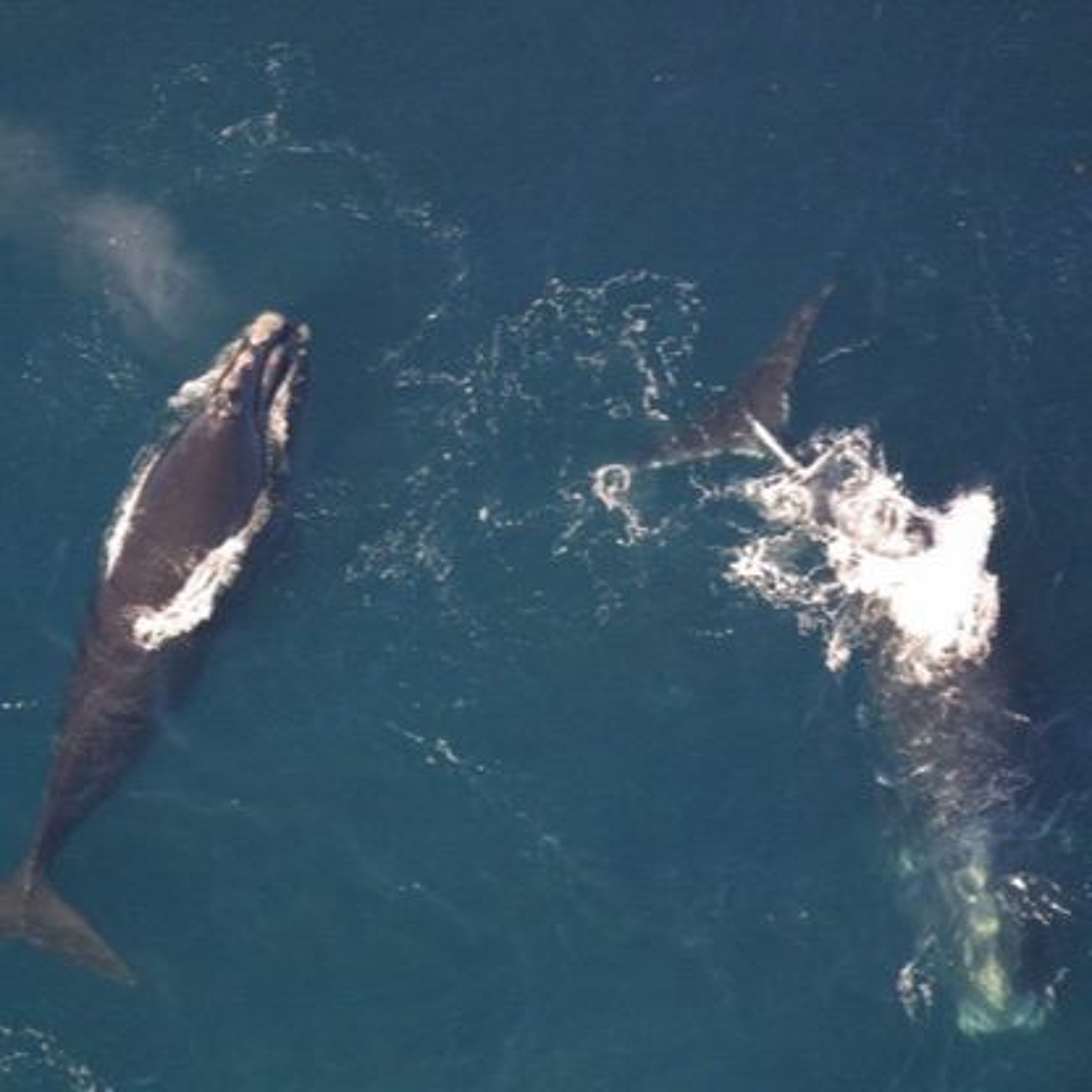Lobster Industry on the Hook to Save Right Whales, Climate Change & Your Health and more episode artwork
