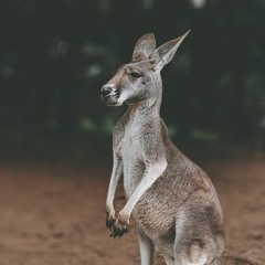 Boxing Kangaroo