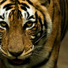 The Ghost of Jamrach’s Tiger