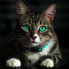 Imi the Housecat